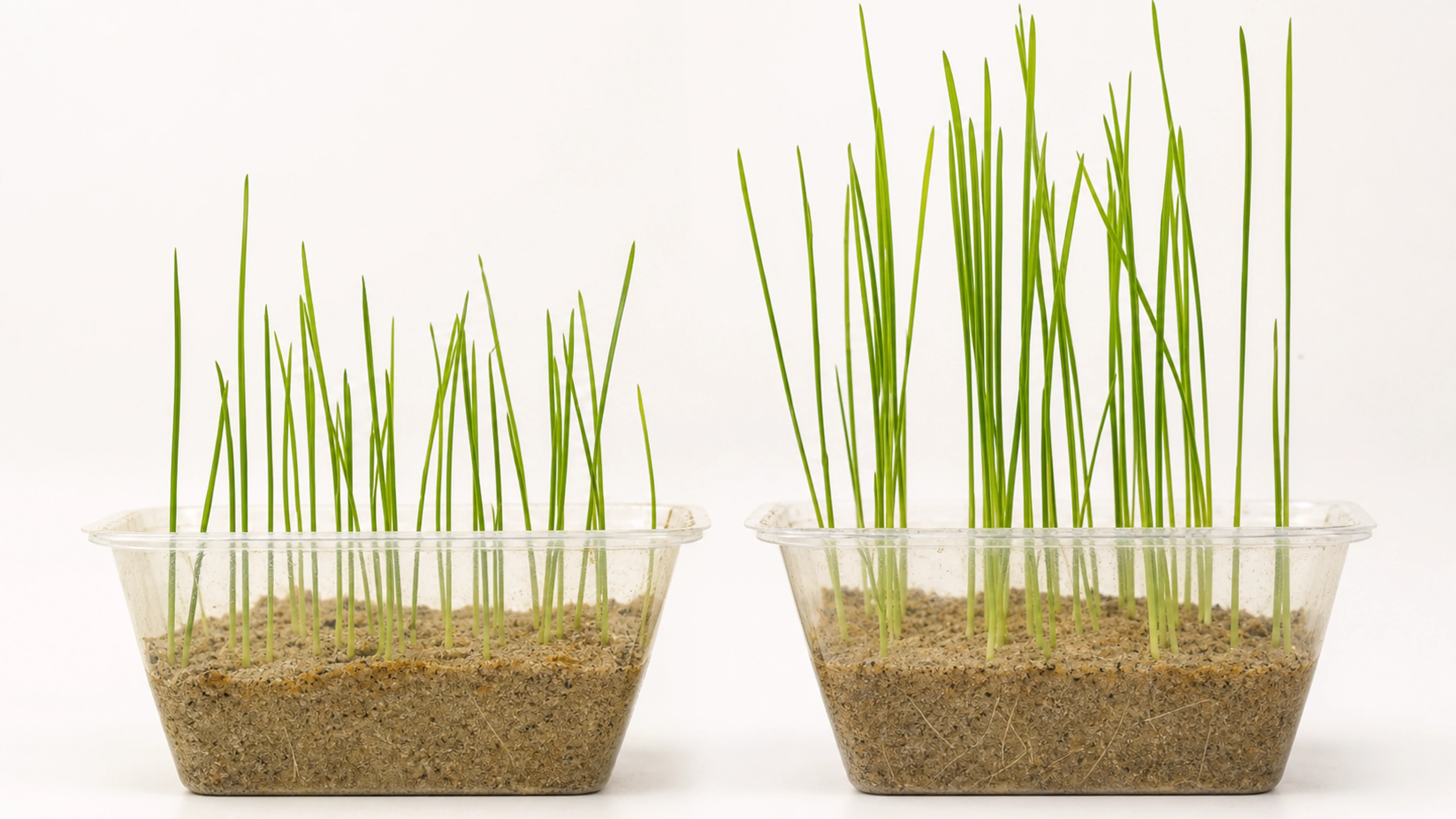 Two seed trays side by side: the soluble zinc tray shows shorter, thinner shoots than the NanoViva zinc tray.